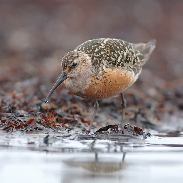 Kuovisirri, Curlew Sandpiper, Calidris ferruginea